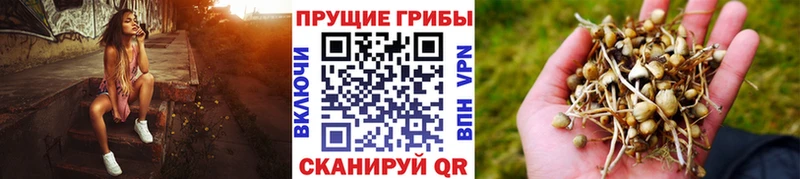 закладка  Тара  Псилоцибиновые грибы мицелий 